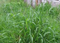 Сорняки: виды огородных сорных трав и борьба с ними